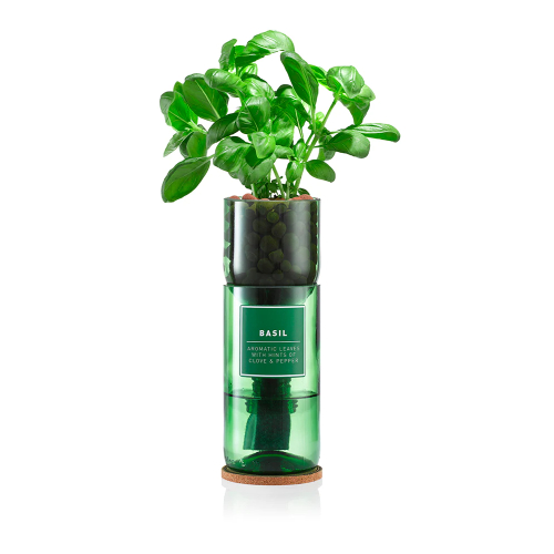 Hydro Herb Basil Kit