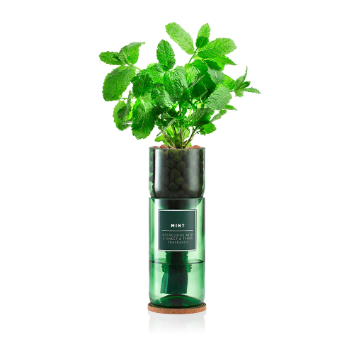 Hydro Herb Thyme Kit